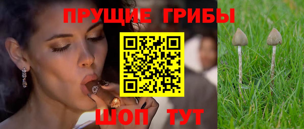 Лыткарино  Галлюциногенные грибы Psilocybine cubensis  Вход с VPN 